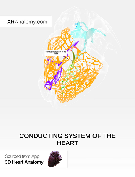 File:Conducting system of the heart.png