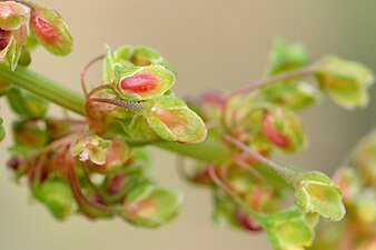 Contarinia rumicis on Rumex sp.