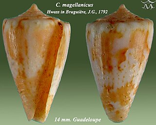 <i>Conus magellanicus</i> Species of sea snail