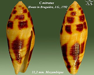 <i>Conus mitratus</i> species of mollusc