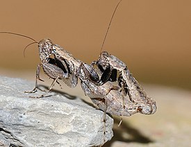 Спаривание Holaptilon brevipugilis