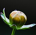 * Nomination Coreopsis Bud --Twdragon 09:49, 30 June 2009 (UTC) * Decline Too-tight crop, unnatural black background and blurry in part. --Daniel Case 01:51, 3 July 2009 (UTC)