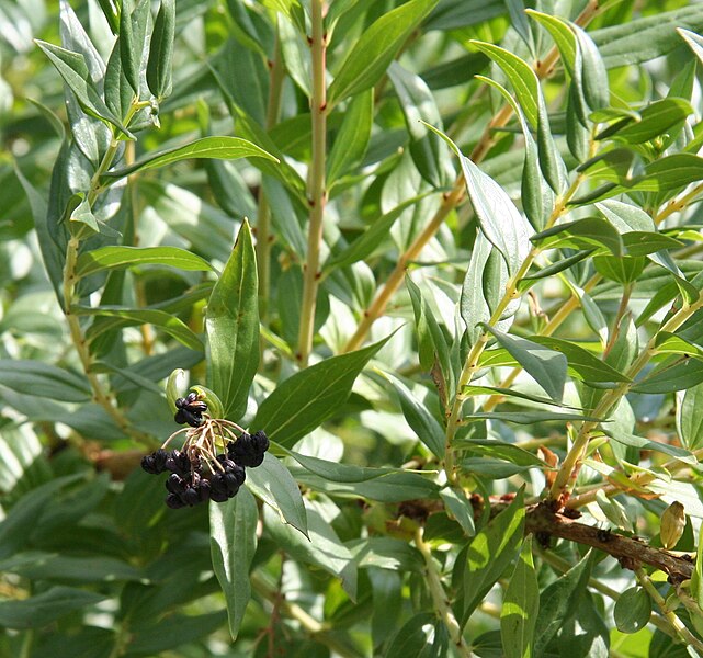 File:Coriaria myrtifolia 04.jpg