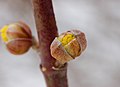 Yema floral en un Cornus mas.