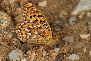 Coronis Fritillary - Speyeria coronis, Great Basin National Park, Baker, Nevada.jpg