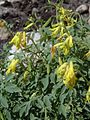 Corydalis lutea