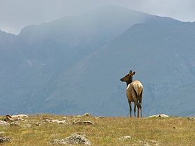 Cow elk on the tundra