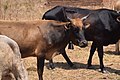 Cows in Zambia 11.jpg