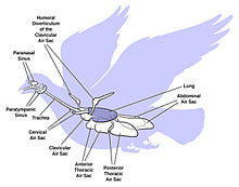 鳥類の体の構造 Wikipedia