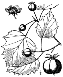Crataegus coccinioides BB-1913.png