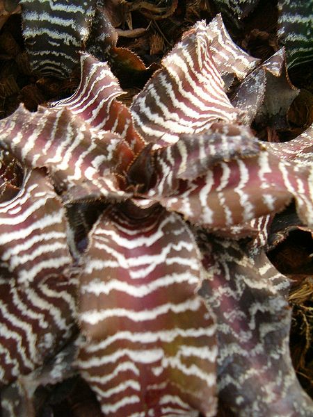 File:Cryptanthus zonatus BotGardBln1105a.JPG