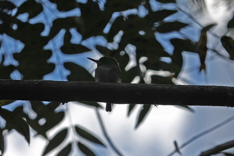 File:Cuban Tody (Todus multicolor) (8591587333).jpg