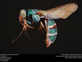 <i>Parnopes</i> Genus of wasps