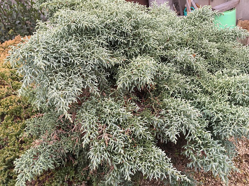 File:Cupressus glabra 'Blue Mountain'.jpg