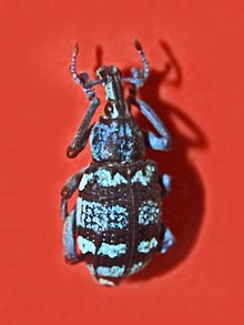 Curculionidae - Eupholus tupinierii.jpg