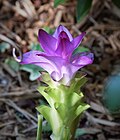 Miniatuur voor Bestand:Curcuma species ( Ginger family) (39048927871).jpg