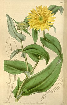Curtis botanical majalah (Plat 3737) (9126523605).jpg