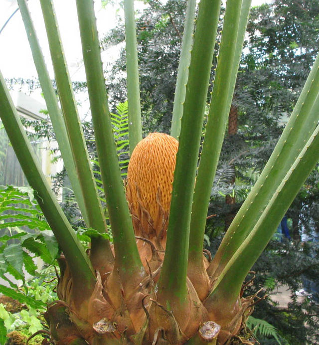 Male cone of Cycas circinalis