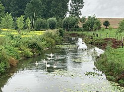 Cygnes-cignaux-depuis-pont-sur-airain.jpg