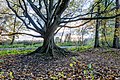 "Dülmen,_Börnste,_Teiche_in_der_Heubachniederung,_Baum_--_2020_--_3455-9.jpg" by User:XRay