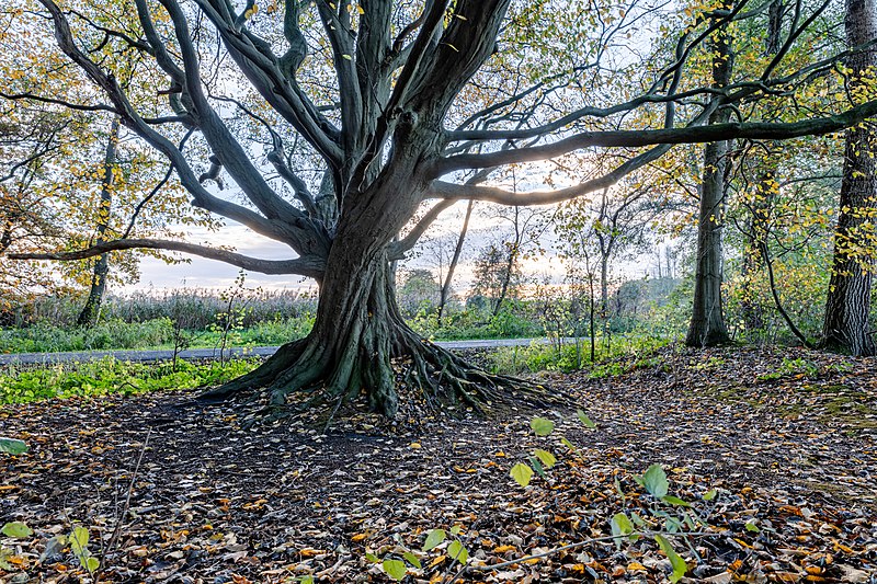 File:Dülmen, Börnste, Teiche in der Heubachniederung, Baum -- 2020 -- 3455-9.jpg