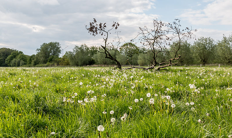 File:Dülmen, Weide am Naturschutzgebiet -Welter Bach- -- 2014 -- 0021.jpg