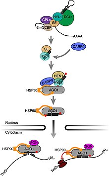 A model for DCL1-HYL-SE scaffolding for the pri-miRNA to pre-miRNA maturation process, as well for the pre-miRNA to miRNA maturation step helped by CARP9 binding into the DICER-Complex DCL1-HYL-SE-CARP9 scaffolding and miRNA maturation in plants.jpg