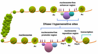 <span class="mw-page-title-main">DNase I hypersensitive site</span>