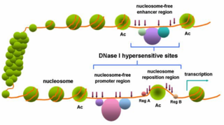 DNase I hypersensitive site