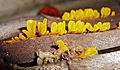 * Nomination Dacrymyces palmatus (Orange jelly fungus) --JDP90 12:55, 9 May 2012 (UTC) * Promotion QI for me--Holleday 17:37, 12 May 2012 (UTC)
