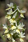 Dactylorhiza romane- 2006-2. jpg