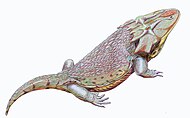 Restoration of the Permian amphibian Dasyceps Dasyceps bucklandi.jpg