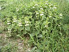 Dead Nettle (Lamium album) - geograph.org.uk - 403952.jpg