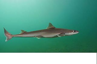 <span class="mw-page-title-main">Rough longnose dogfish</span> Species of shark