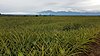 Del Monte Pineapple field at Camp Philips, Bukidnon, Philippines 03.jpg