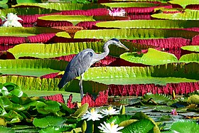 Victoria amazonica and a heron Der Reiher.jpg