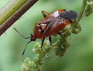 Red soft bug (Deraeocoris ruber)