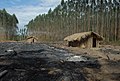 Índios tupiniquins retomando suas terras em meio a uma plantação de eucalipto no estado brasileiro do Espírito Santo