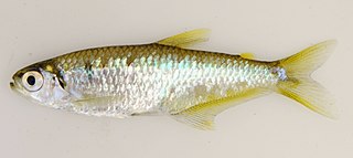 <i>Diapoma</i> Genus of fishes