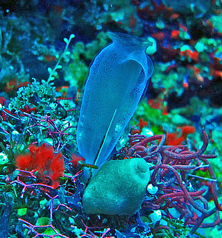 <i>Rhopalaea</i> Genus of sea squirts