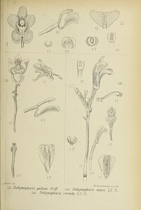 fig. 51 Didymoplexis pallens fig. 52 Didymoplexis cornuta fig. 53 Didymoplexis minor