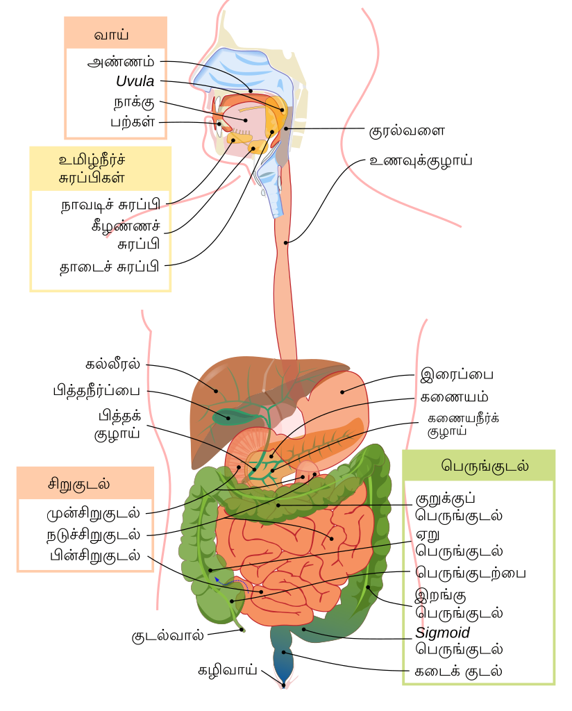 à®ªà®Ÿ à®®à®® Digestive System Diagram Ta Svg à®¤à®® à®´ à®µ à®• à®• à®ª à®ª à®Ÿ à®¯