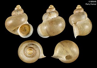 <i>Dioryx</i> Genus of gastropods