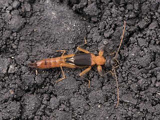 <i>Diplatys</i> Genus of earwigs