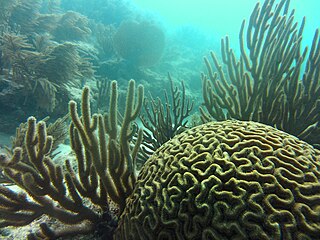 <i>Pseudodiploria strigosa</i> Species of coral