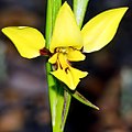 Diuris setacea