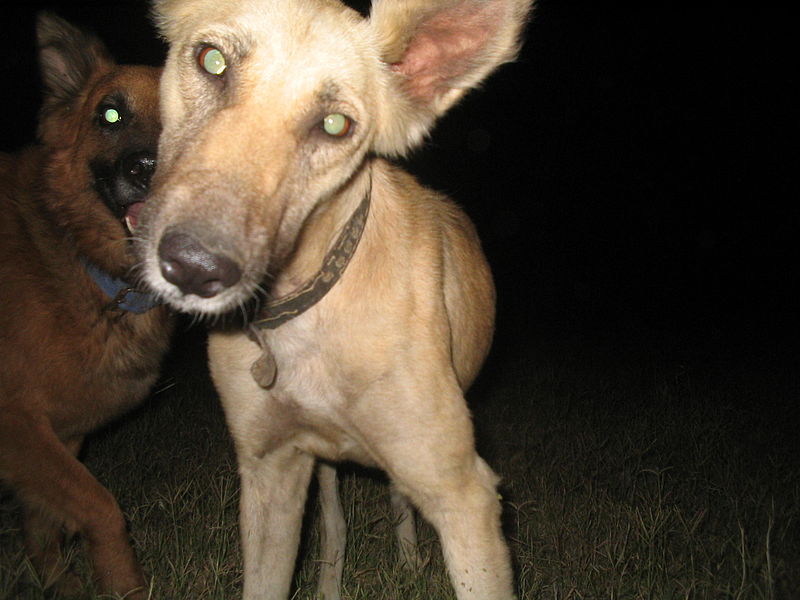 File:Dog body language new sound tilting head.jpg