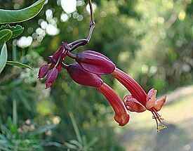 Dolichandra cynanchoides