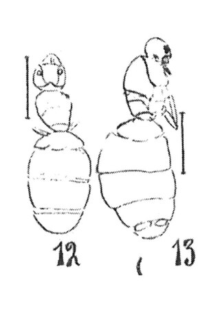 <i>Dolichoderus bruneti</i> Species of ant