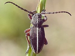 Dorcadion tauricum Waltl, 1838